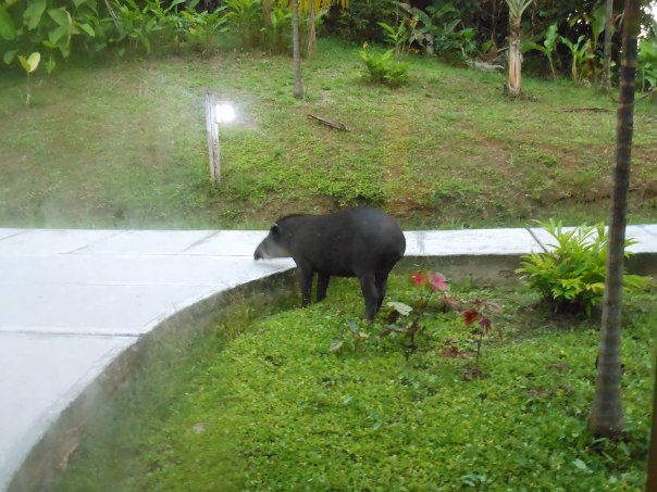 Tapir seen outside window in Peruvian Amazon jungle
